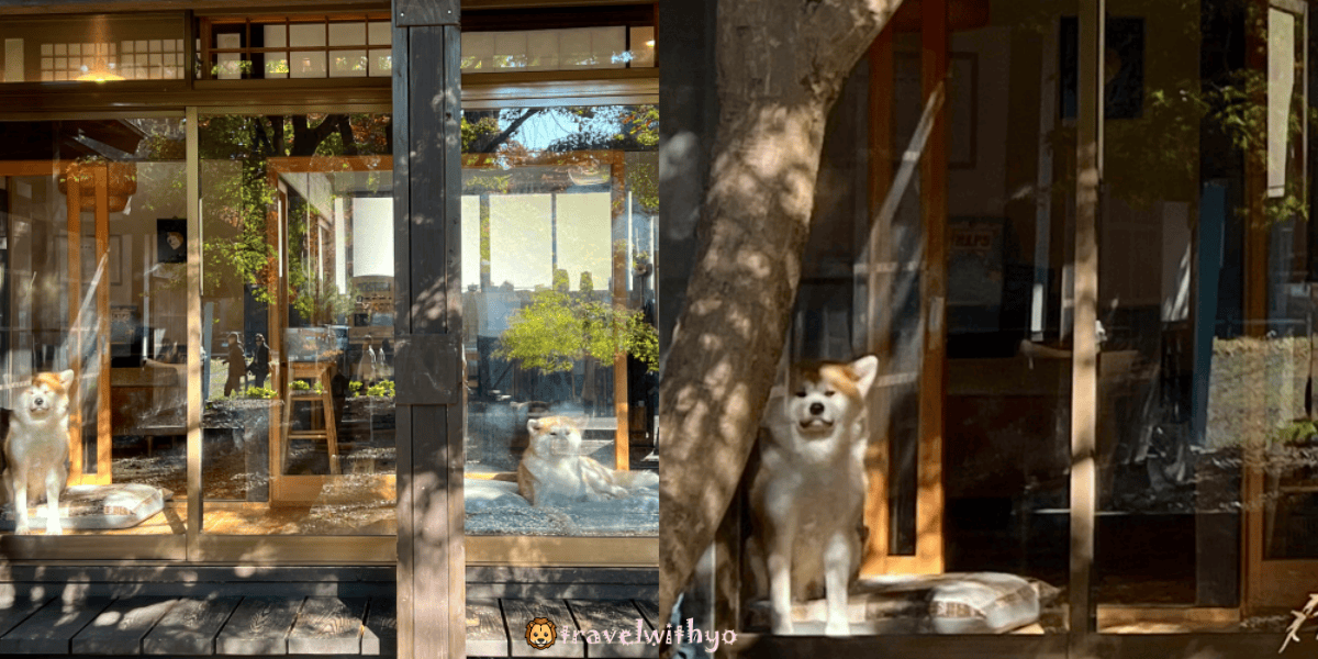 角館|縁 Enishi 秋田犬民宿:與秋田犬共度的獨特日式住宿體驗 - 第18張圖