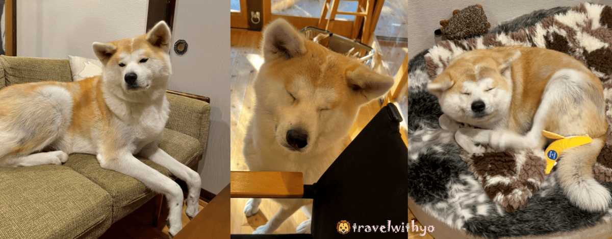 角館|縁 Enishi 秋田犬民宿:與秋田犬共度的獨特日式住宿體驗 - 第16張圖